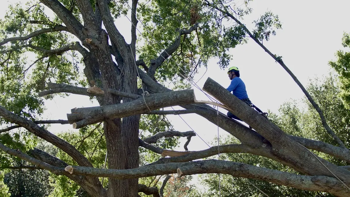 Professional Hazardous Tree Removal performed by certified arborists in Groveland