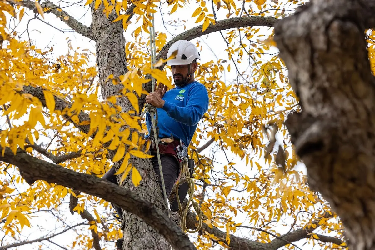 Skilled Tree Planing crew working in Groveland