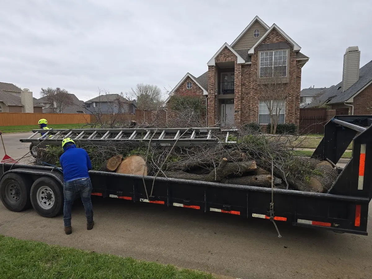 Expert Tree Removal with proper safety equipment in Groveland